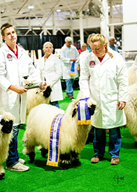 Valais Blacknose Sheep - The Cutest Sheep in the World - Valais Iowa