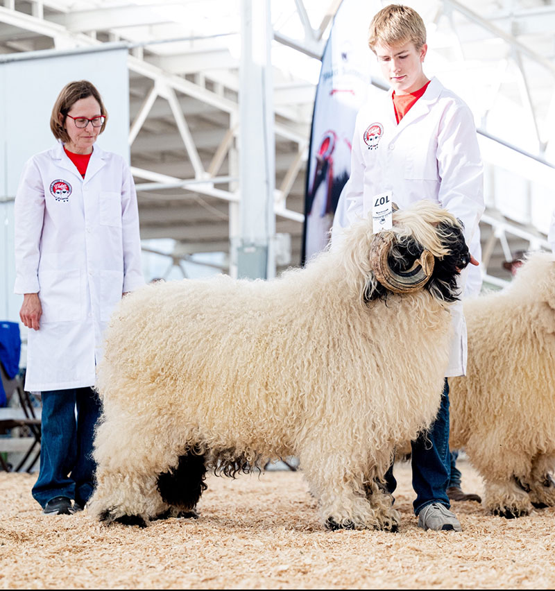 Iowa Kobra Kai Iowa Kobra Kai