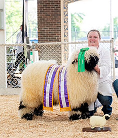 Iowa Lucky Strike Iowa Lucky Strike